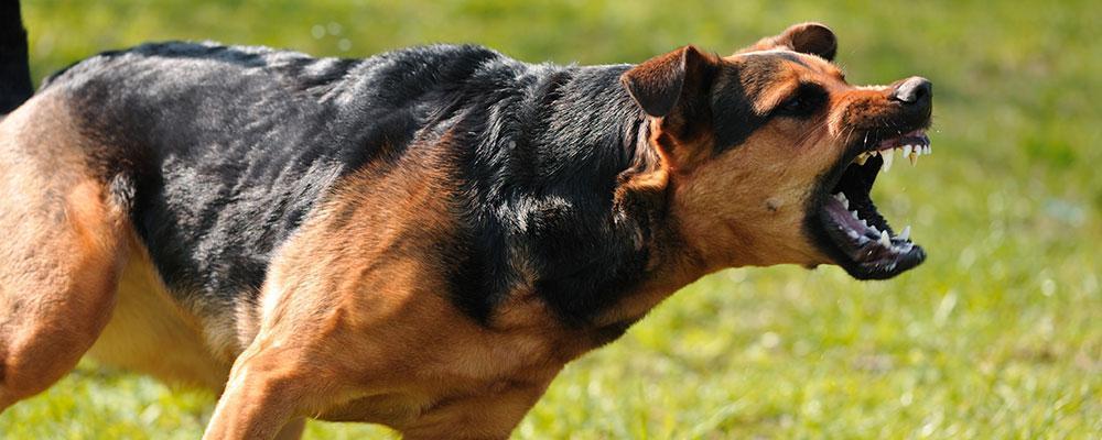 Schaumburg Animal Attack Attorney | DuPage Dog Bite Injury Lawyer | Cook  County IL